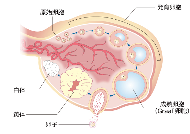 卵巣中の卵胞の発育イメージ